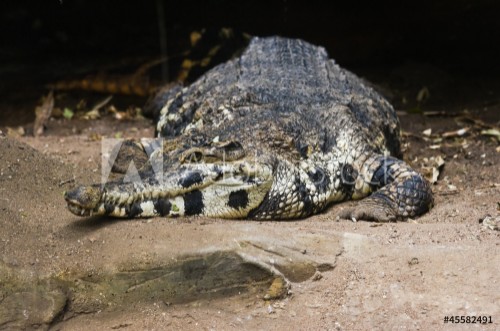 Picture of Crocodile resting
